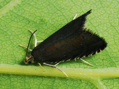 Pammene germmana