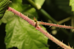 Rubus tuberculatus