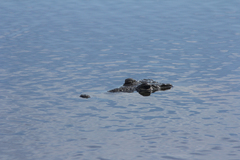 Crocodylus moreletii