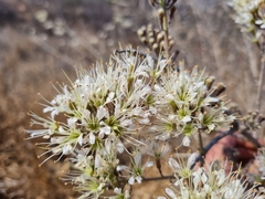 Combretum mossambicense