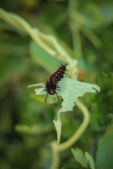 Battus philenor hirsuta