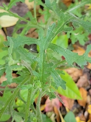 Senecio viscosus