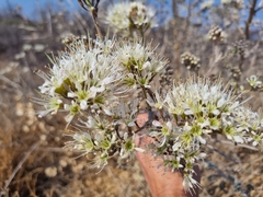 Combretum mossambicense