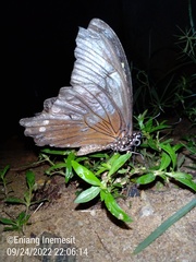 Papilio nireus