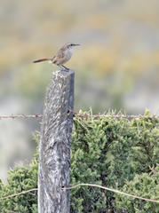 Ochetorhynchus phoenicurus