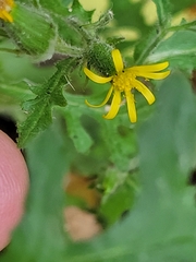 Senecio viscosus