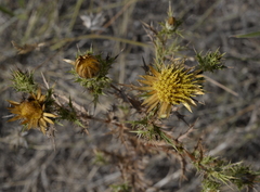Carlina corymbosa