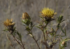 Carlina corymbosa