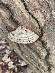 Ganoderma applanatum