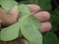 Angelica decursiva