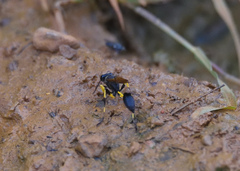 Sceliphron madraspatanum