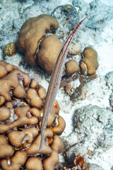 Aulostomus maculatus