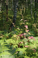 Crepis sibirica
