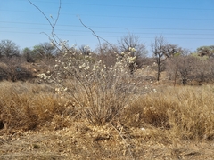 Combretum mossambicense