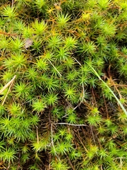 Polytrichum commune