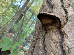 Ganoderma applanatum