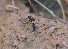 Sceliphron madraspatanum