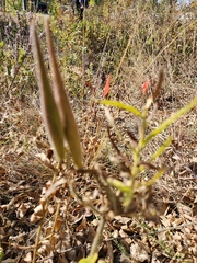 Asclepias tuberosa