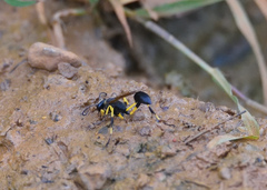 Sceliphron madraspatanum