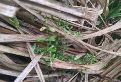 Galium trifidum