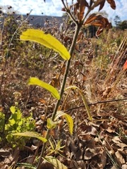 Asclepias tuberosa