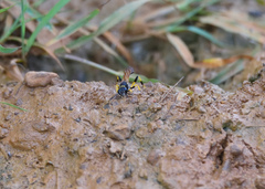 Sceliphron madraspatanum