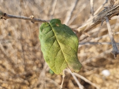 Combretum mossambicense