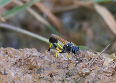 Sceliphron madraspatanum