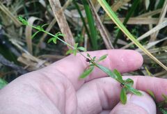 Galium trifidum