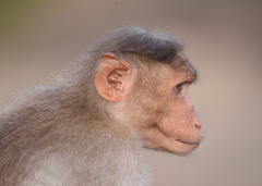 Macaca radiata