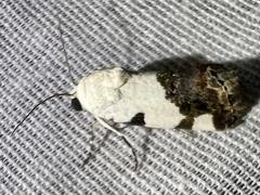 Tarache tetragona