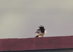 Motacilla maderaspatensis