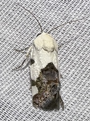 Tarache tetragona