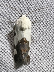 Tarache tetragona