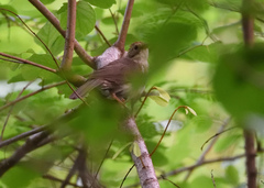 Pellorneum ruficeps