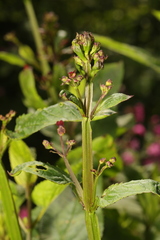 Scrophularia auriculata