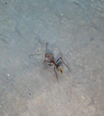 Camponotus rufoglaucus
