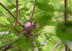 Pellorneum ruficeps
