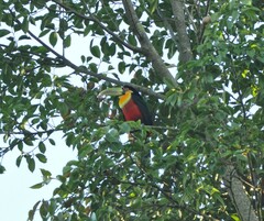 Ramphastos dicolorus