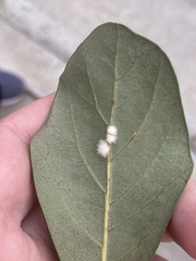 Druon quercuslanigerum