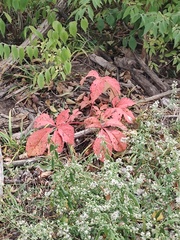 Parthenocissus quinquefolia