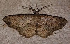 Melanolophia