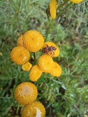 Stictopleurus abutilon