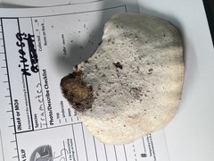 Fomitopsis nivosa