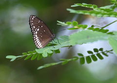 Euploea sylvester