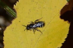 Lasioglossum leucozonium