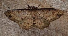 Melanolophia