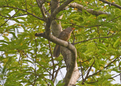 Argya striata