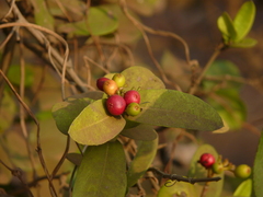 Ixora coccinea