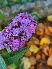 Buddleja davidii